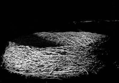 Photo du nid install&Egrave; pendant le festival Avis d'pas sage.